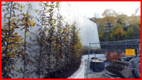 17.11.17 - Die Hecke vor der Sttzwand wurde auch gepflanzt.