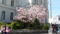 14.04.15 - Dieses Jahr darf der Magnollienbaum noch blhen.