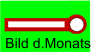 Bild d.Monats
