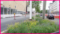 31.05.16 - Die Natur sorgt selber fr ein Blhendes Feld.