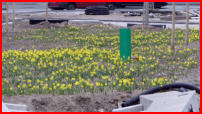 29.03.17 - Die Narzzisen blhen am Islandufer.