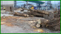 28.02.17 - Die Baumwurzeln wurden nun abgetrennt.