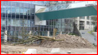 27.02.17 - Nun ist auch der letzte Baum und Strauch gefallen.