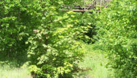 01.05.2006 - Die Fugngerbrcke ist noch in Betrieb. Die Strecke ist von der Natur zurckerobert worden