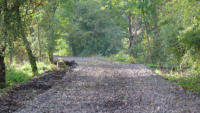 29.09.14 - Hinter der Biegung gelangt der Wanderer an der abgebauten Brcke...welche im Oktober 2014 durch einen Neubau ersetzt wird.