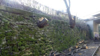 20.02.2018 - Hhe Brcke Hildburgstrae - Die Wurzeln werden spter auch noch entfernt-